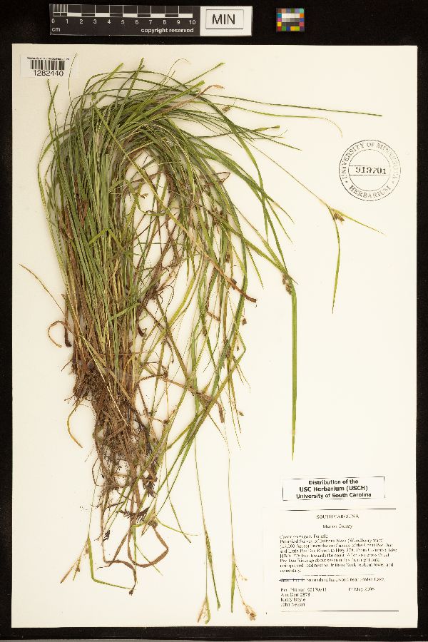 Carex corrugata image