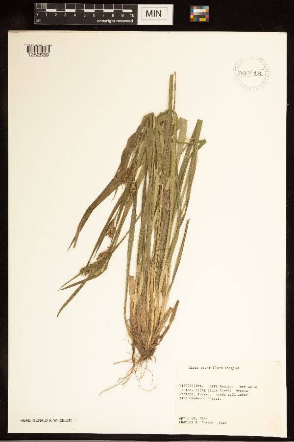 Carex crebriflora image