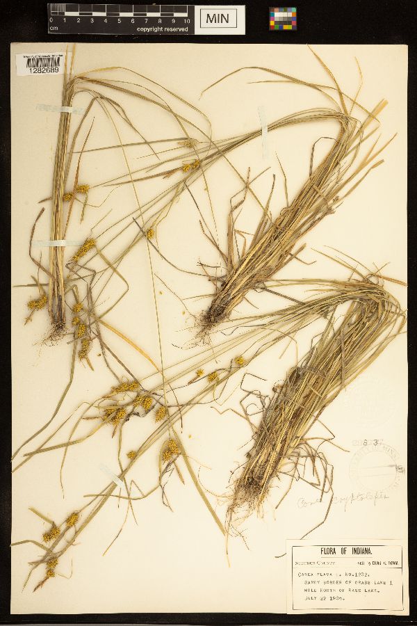 Carex cryptolepis image