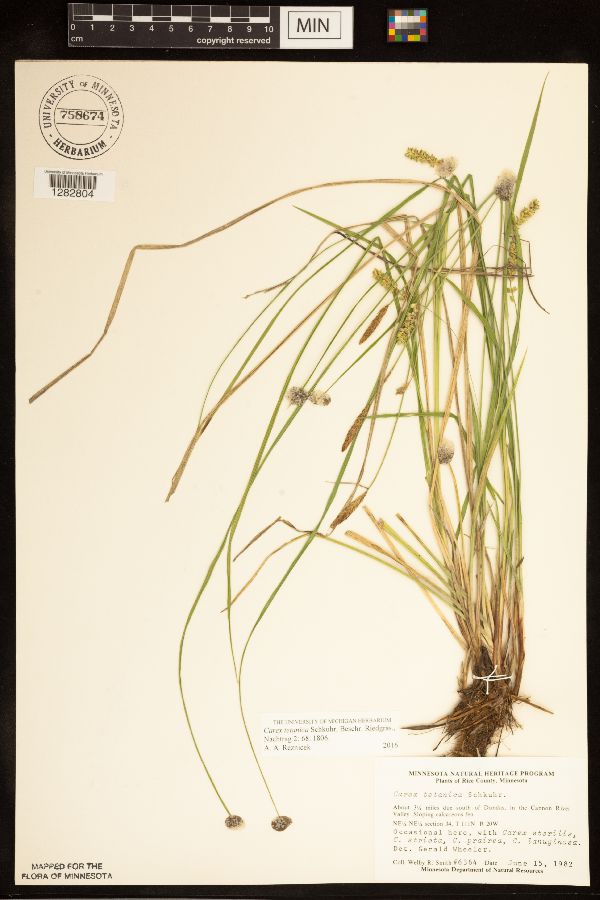 Carex tetanica image