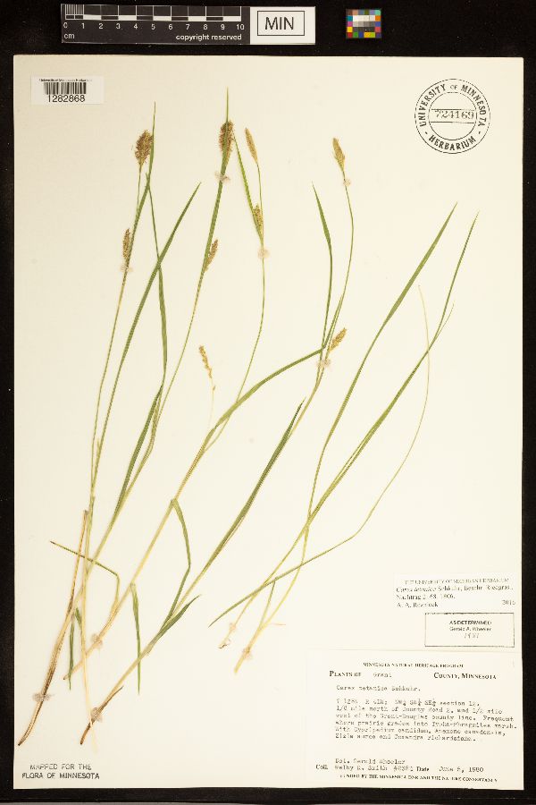 Carex tetanica image