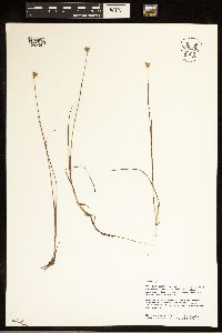 Juncus stygius image