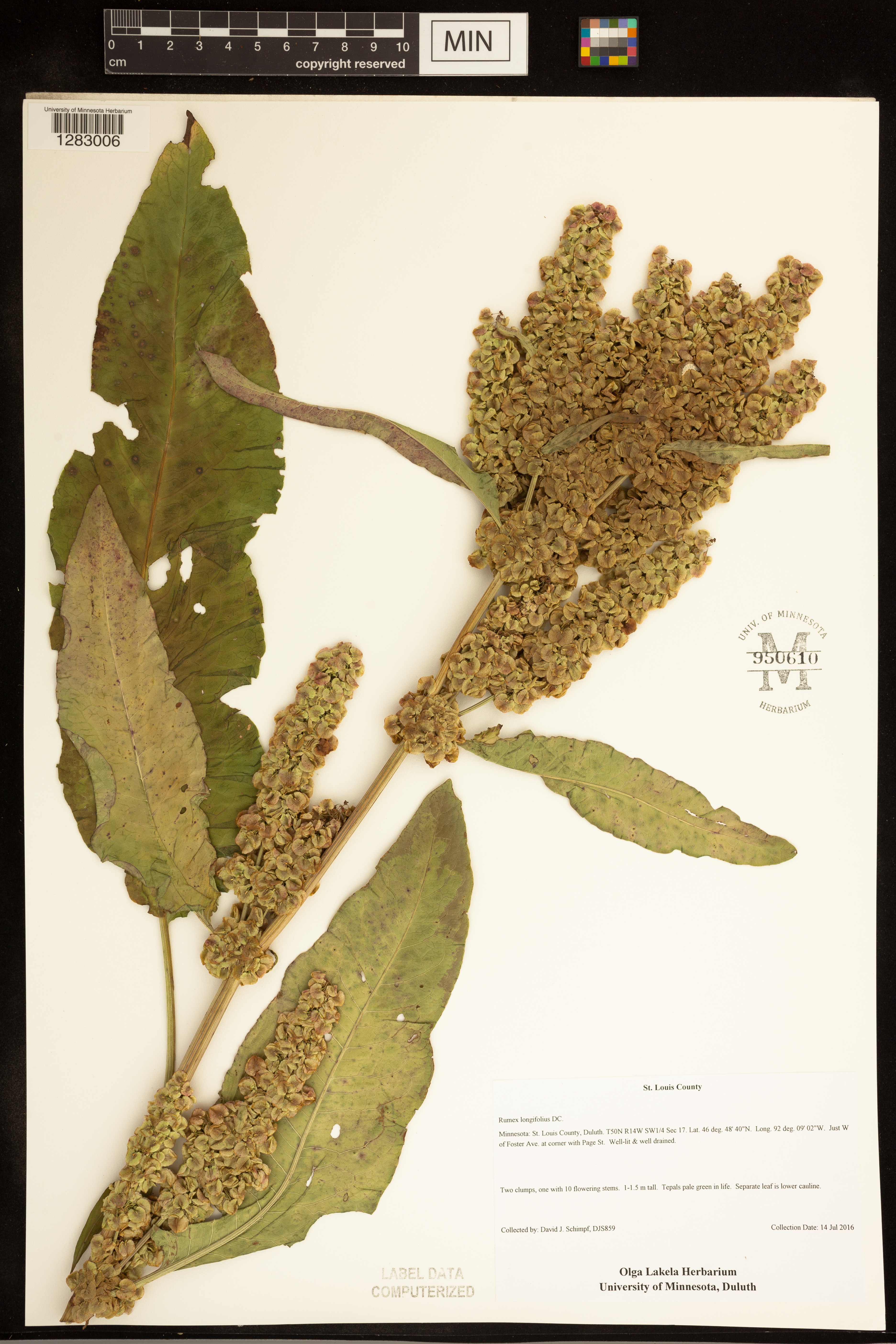 Rumex longifolius image