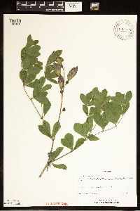 Image of Baptisia australis