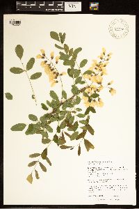 Robinia pseudoacacia image