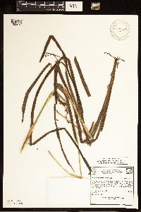 Sparganium americanum image