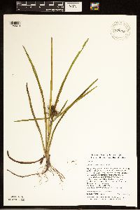 Sparganium americanum image