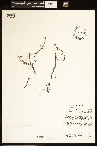Image of Myriophyllum pinnatum