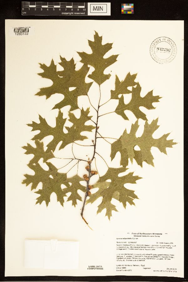 Quercus ellipsoidalis image