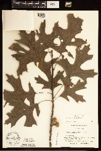 Quercus velutina image