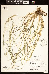 Poa palustris image