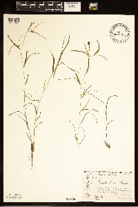 Image of Potamogeton subsibiricus