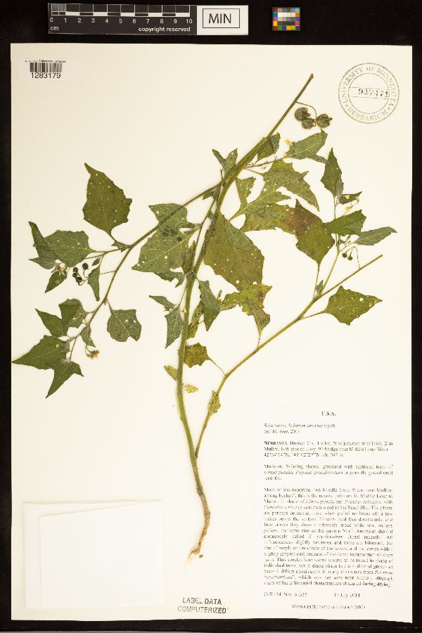 Solanum interius image