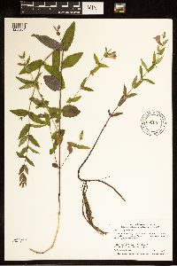 Scutellaria galericulata image