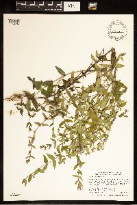 Scutellaria galericulata image