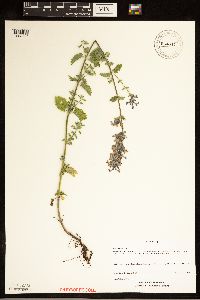 Image of Nepeta racemosa