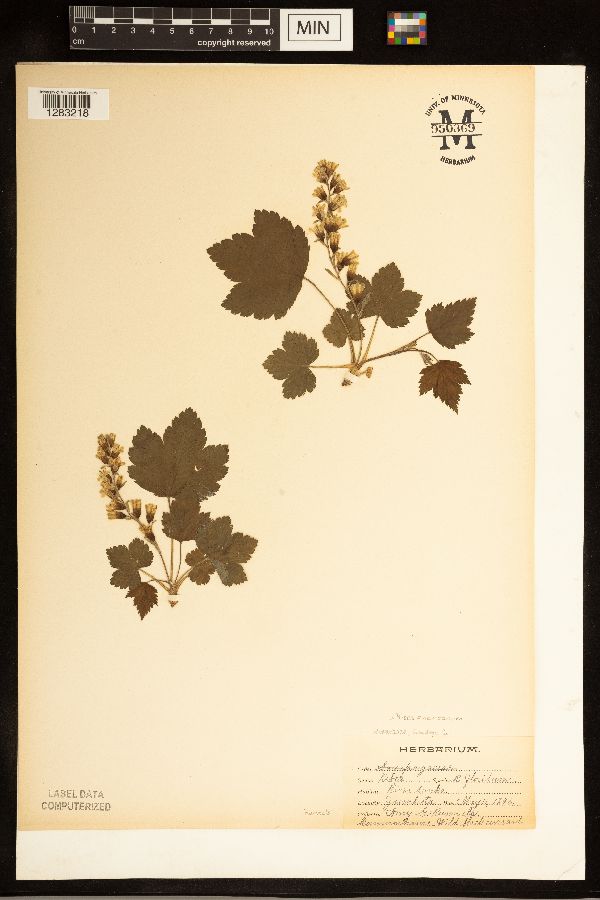 Ribes floridum image