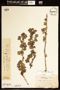 Ribes oxyacanthoides var. oxyacanthoides image