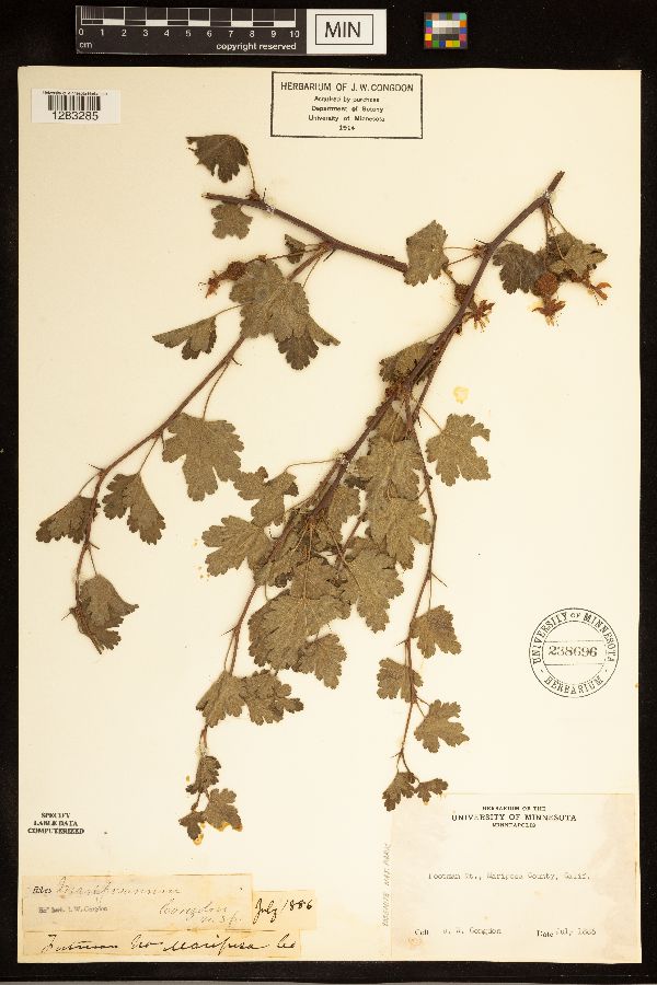 Ribes mariposanum image