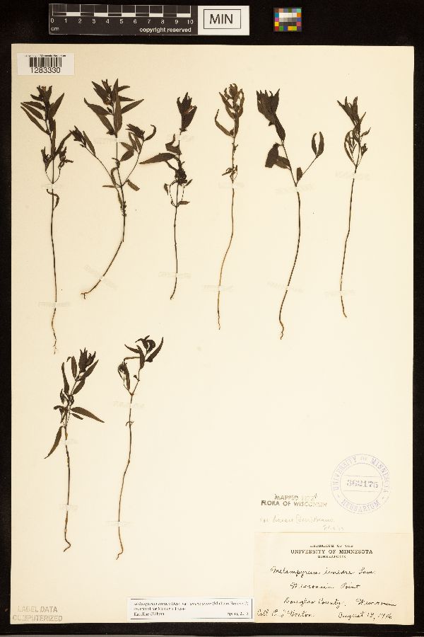 Melampyrum lineare image