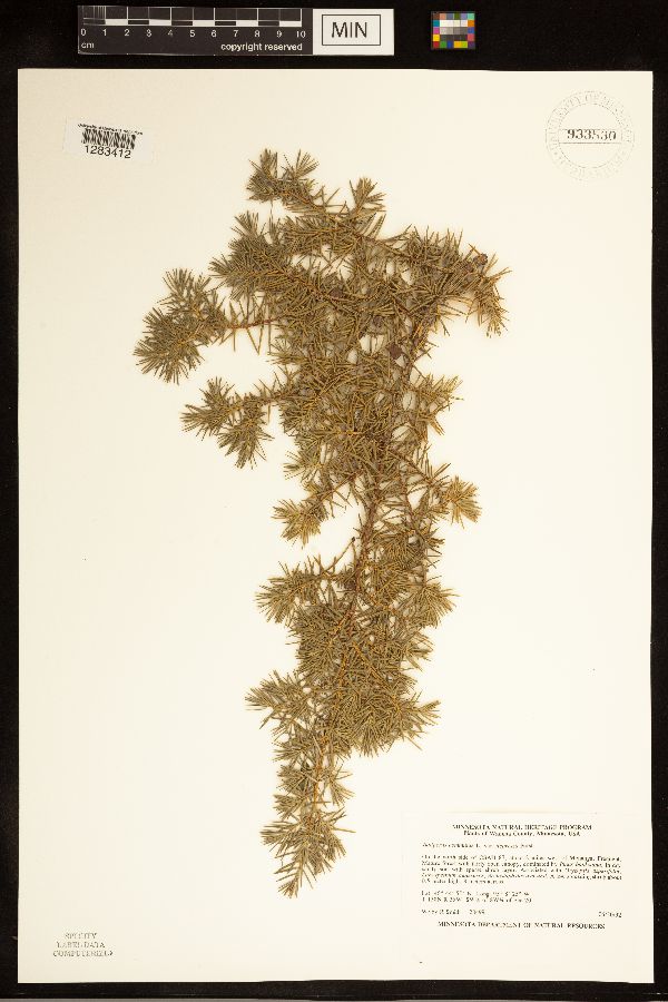 Juniperus communis subsp. depressa image