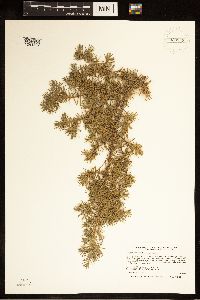 Image of Juniperus communis subsp. depressa