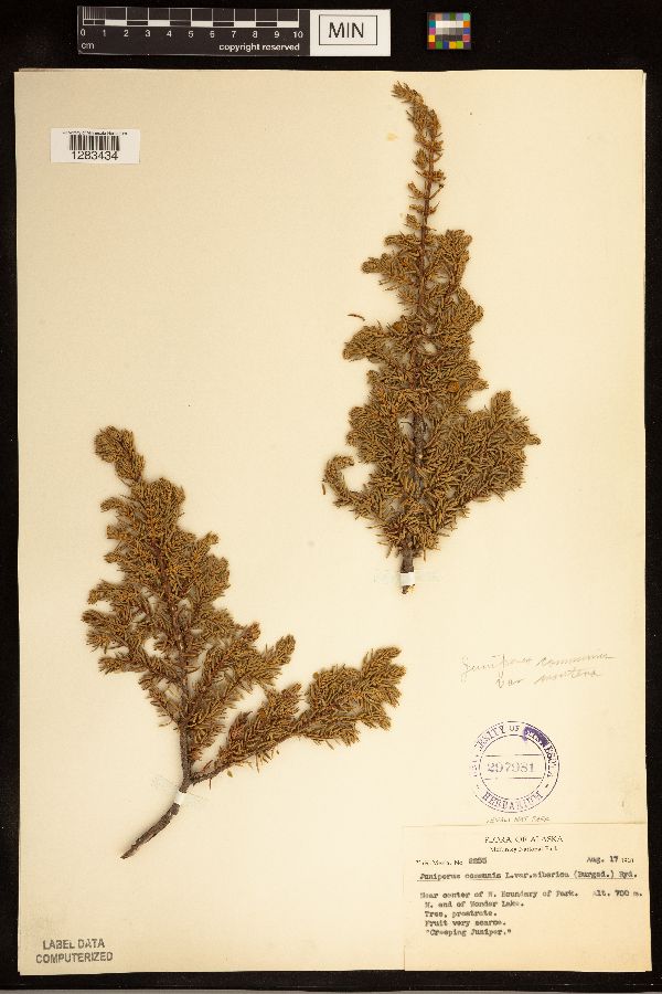 Juniperus communis var. montana image