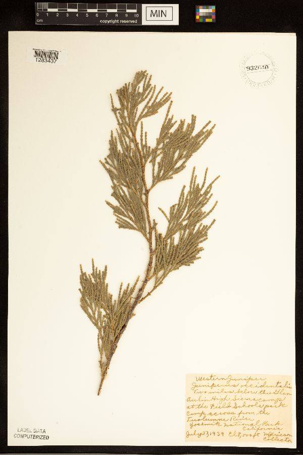 Juniperus occidentalis image