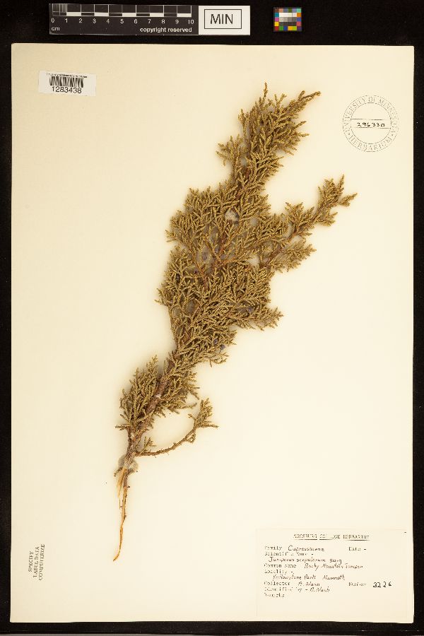 Juniperus scopulorum image