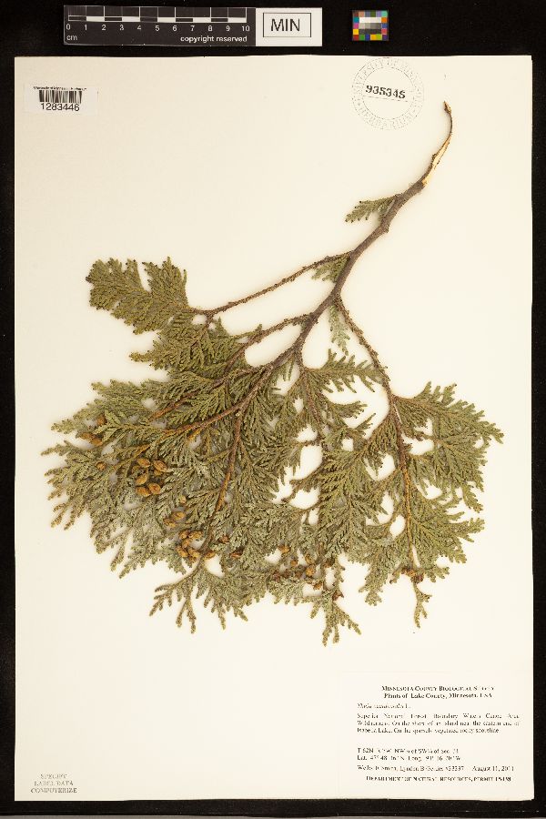 Thuja image