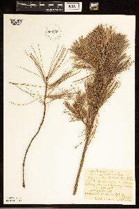 Pinus albicaulis image