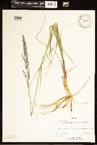 Image of Calamovilfa longifolia