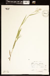 Image of Panicum lanuginosum