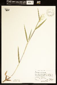 Image of Dichanthelium oligosanthes