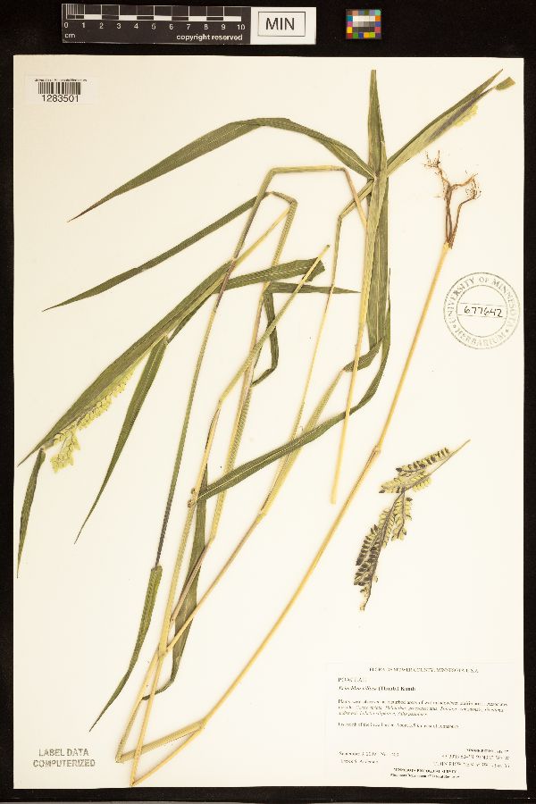 Eriochloa villosa image