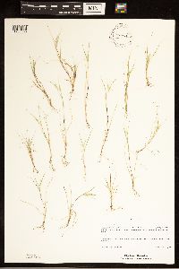 Sporobolus neglectus image