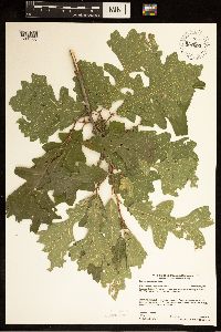 Quercus macrocarpa image