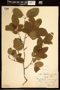 Image of Amelanchier alnifolia x laevis