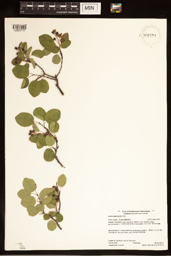 Amelanchier sanguinea image