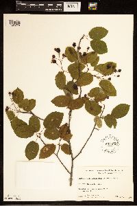 Image of Amelanchier arborea x canadensis
