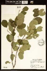 Image of Amelanchier spicata