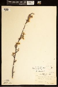 Amelanchier arborea x canadensis image