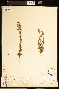 Image of Chamaerhodos erecta