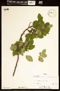 Image of Cotoneaster lucidus