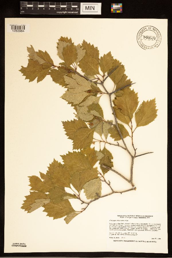 Crataegus chrysocarpa image