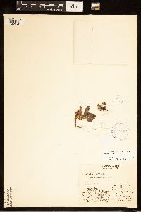 Dryas octopetala subsp. octopetala image