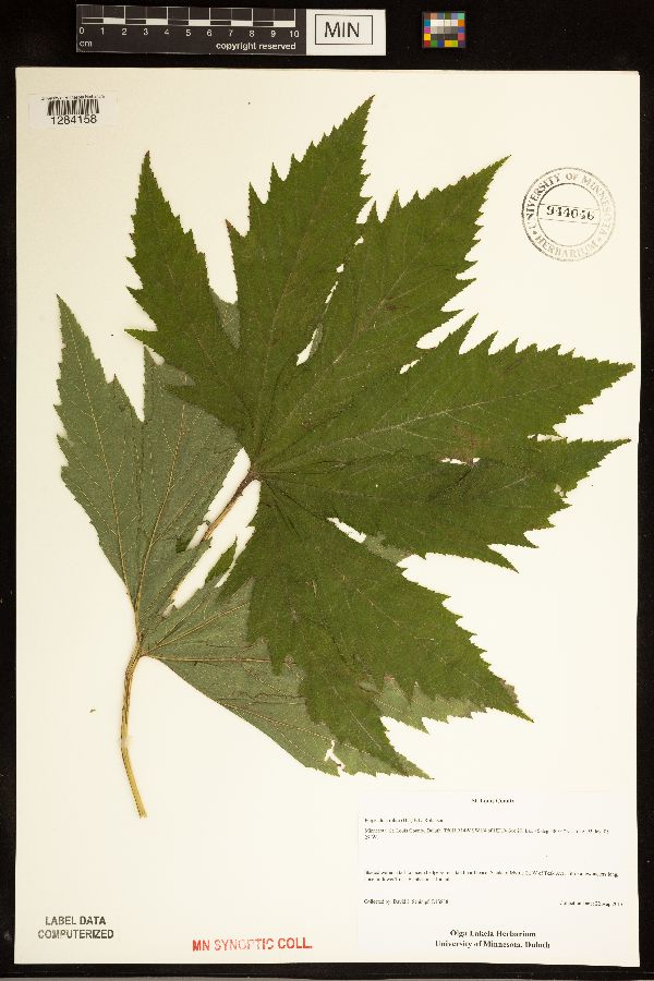 Filipendula rubra image