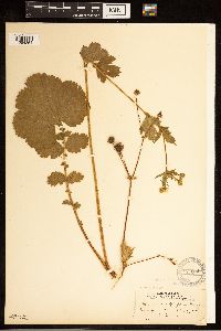 Image of Geum macrophyllum