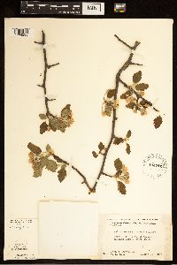 Malus ioensis var. ioensis image