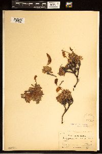 Petrophytum hendersonii image
